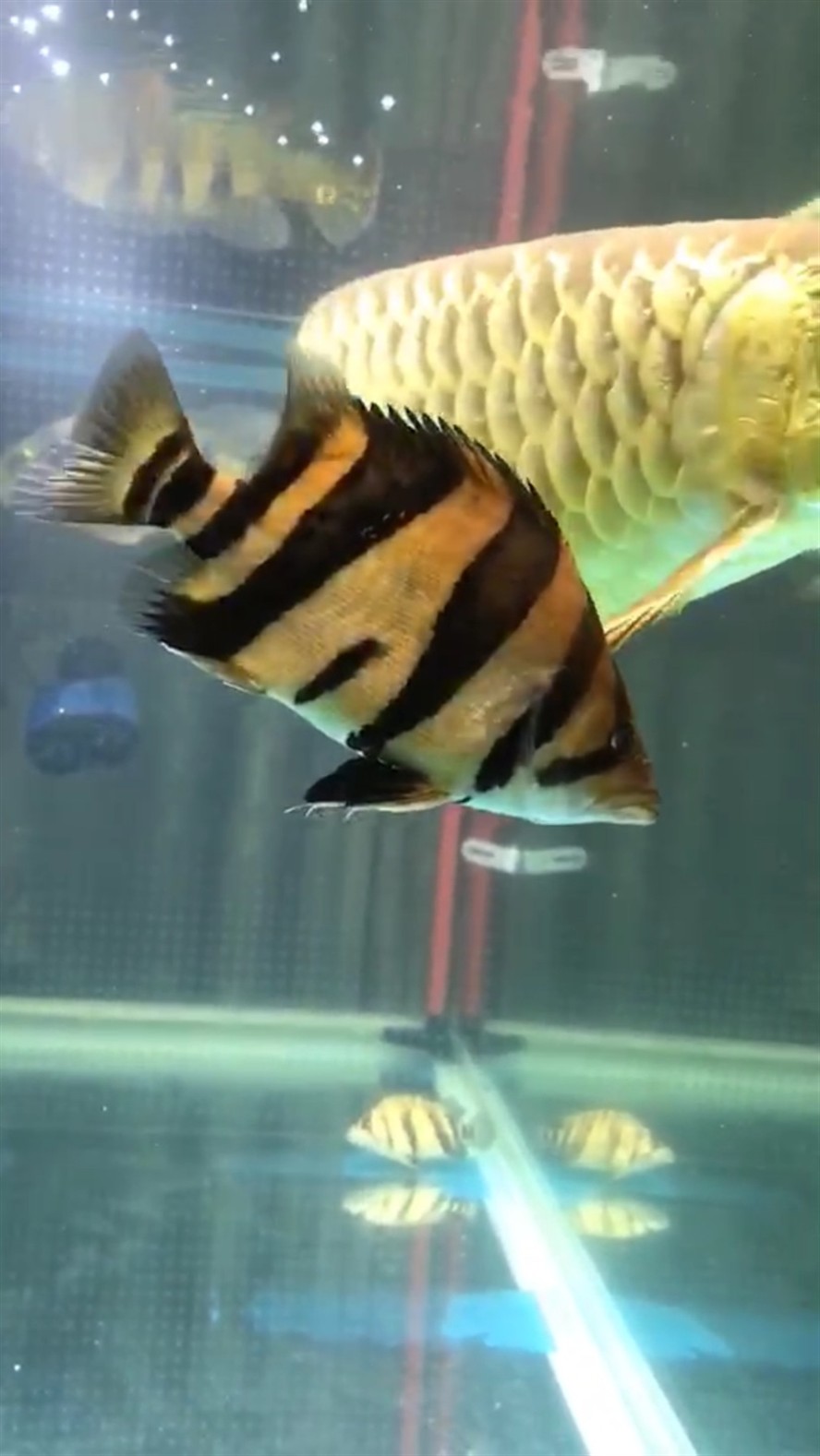 新請了兩條虎魚，請兩條虎魚，開啟水族箱新景，期待它們在水中的