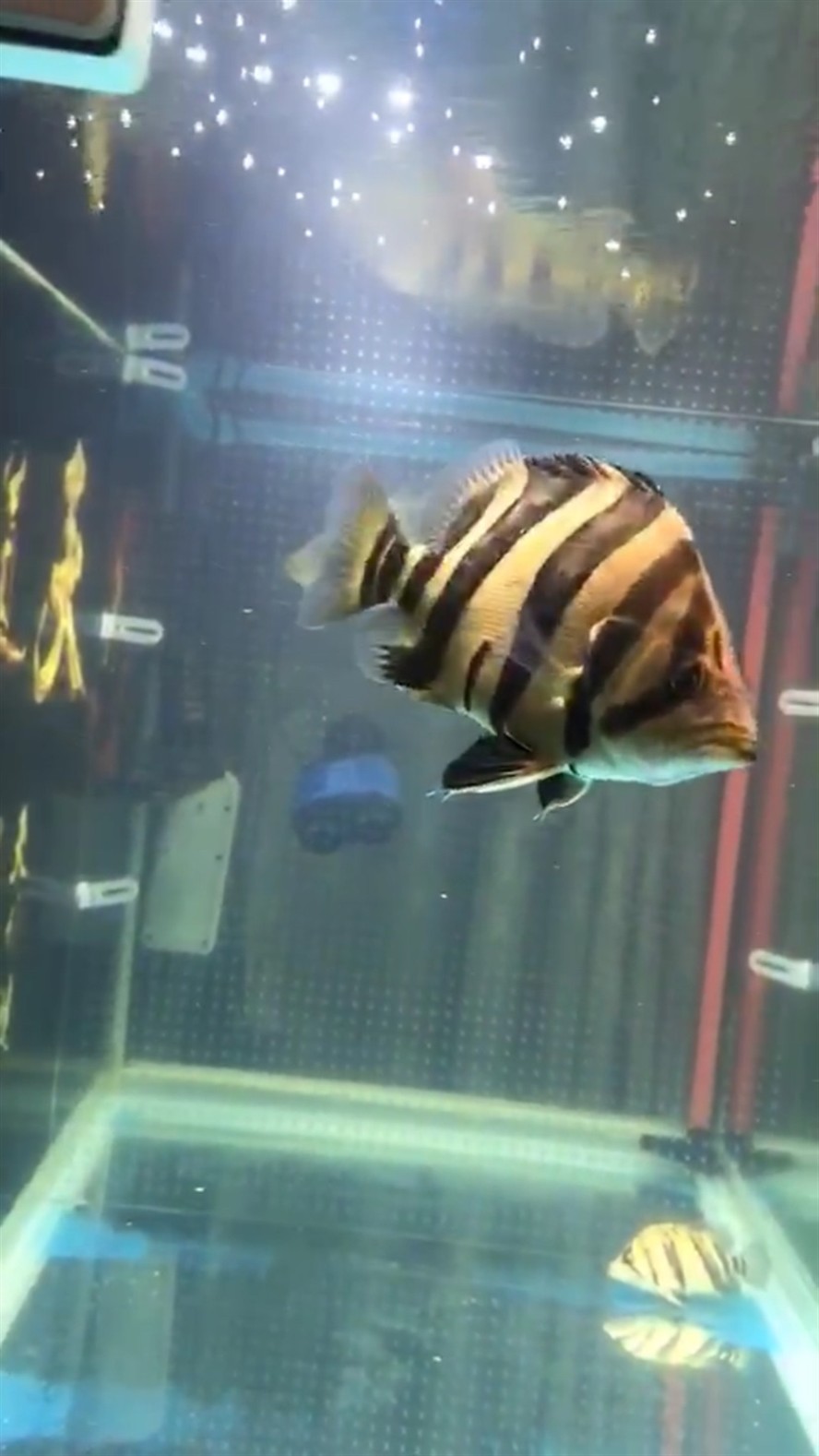 新請了兩條虎魚，請兩條虎魚，開啟水族箱新景，期待它們在水中的