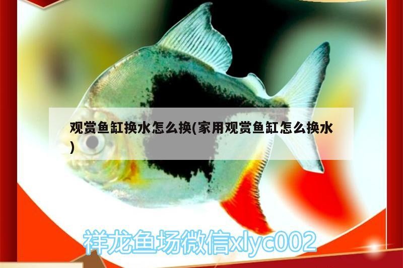 觀賞魚缸換水怎么換(家用觀賞魚缸怎么換水)家用觀賞魚缸換水全攻略，方法、頻率及注意事項詳解