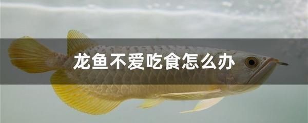龍魚回來一個星期不吃，魚歸來一周拒食，是何緣由？飼養難題待解