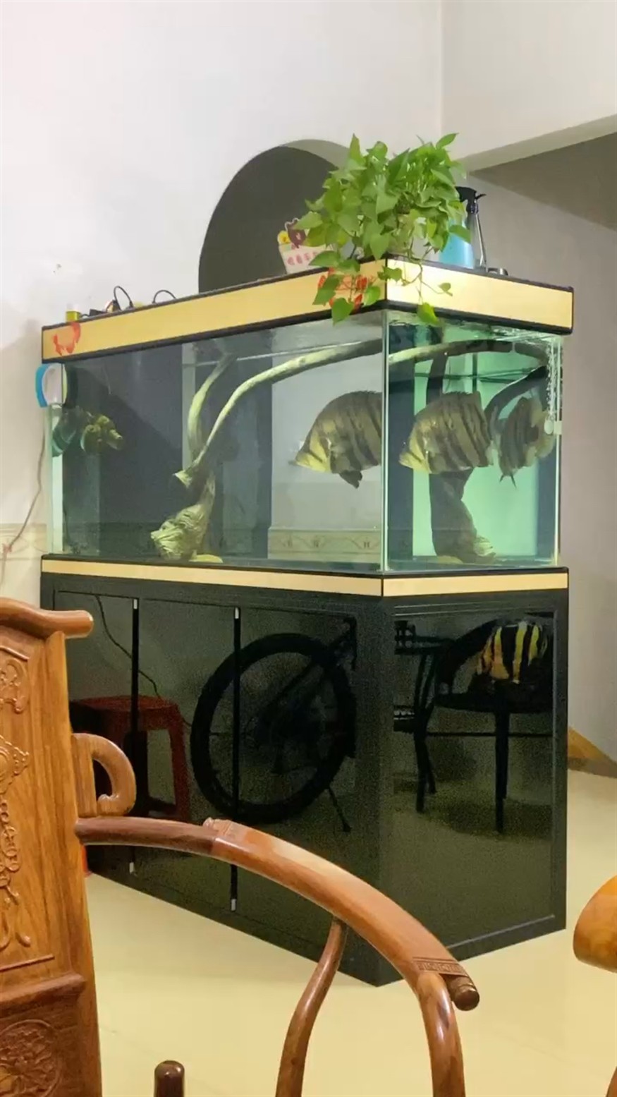45公分虎魚，45公分虎魚，水中霸主的神秘魅力與獨特生存