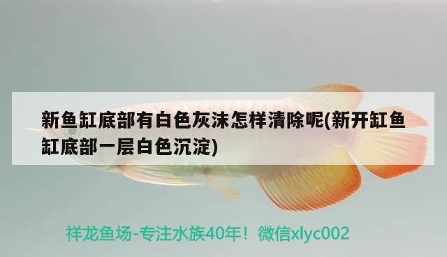 新魚缸底部有白色灰沫怎樣清除呢(新開缸魚缸底部一層白色沉淀)魚缸底部現白色灰沫及沉淀，成因揭秘與有效清除