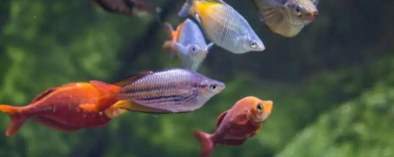 西安海世界水族有限公司（西安海世界水族有限公司怎么樣）海世界水族有限公司探秘，實力、口碑與特色全