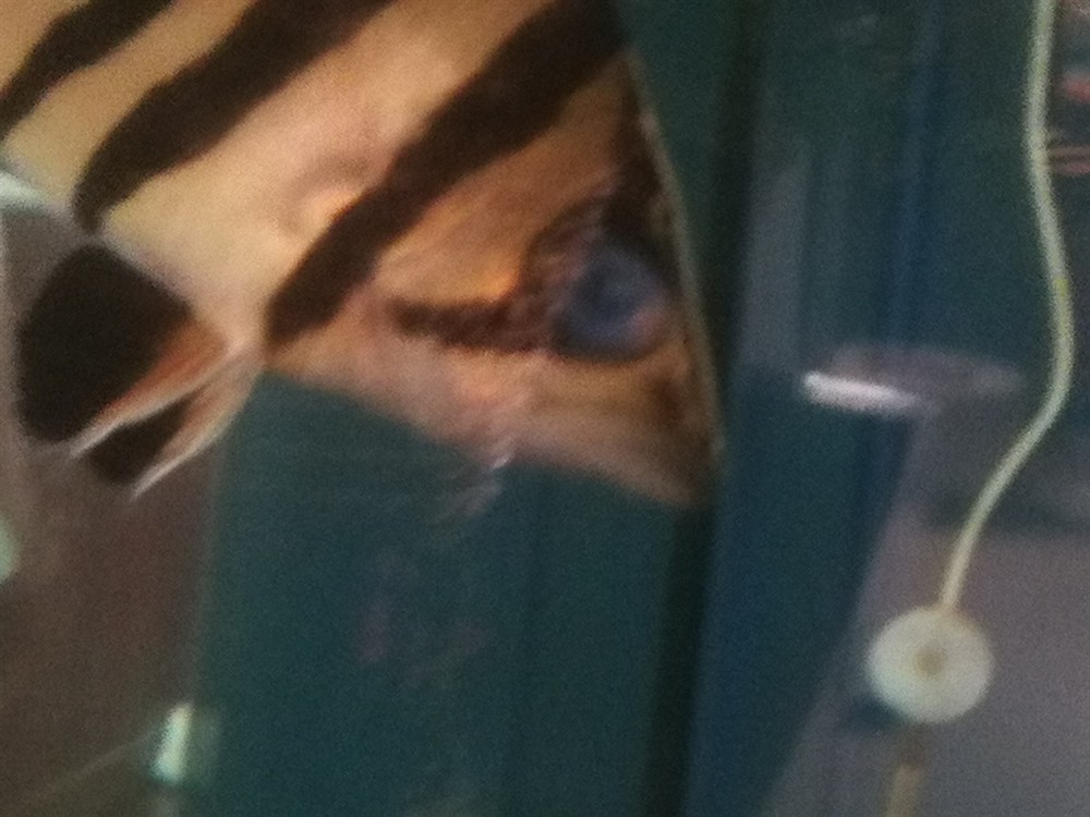 今早發(fā)現(xiàn)虎魚眼睛成這樣了，今早驚現(xiàn)！虎魚眼睛成這樣，是何病因