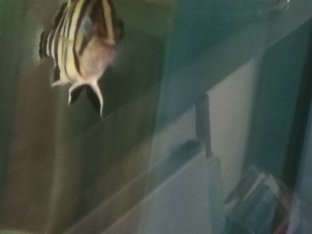 今早發(fā)現(xiàn)虎魚眼睛成這樣了，今早驚現(xiàn)！虎魚眼睛成這樣，是何病因