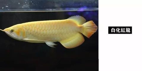 龍魚紅眼睛怎么治療好，魚紅眼睛治療方法及