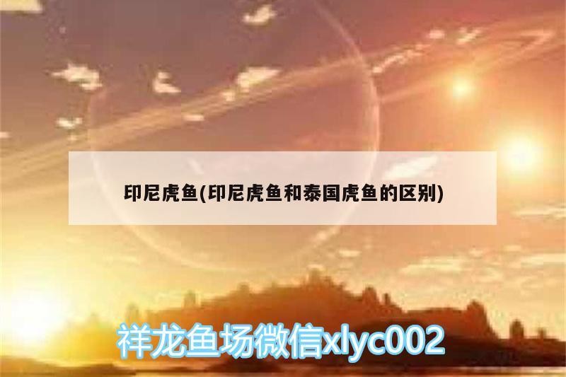 印尼虎魚(印尼虎魚和泰國虎魚的區別)
