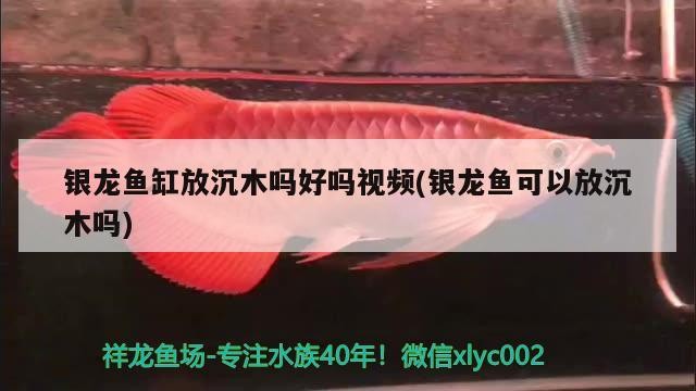 銀龍魚缸放沉木嗎好嗎視頻(銀龍魚可以放沉木嗎)