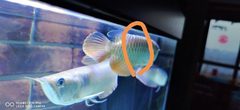 虎魚蒙眼沒好龍又有鱗片炸了