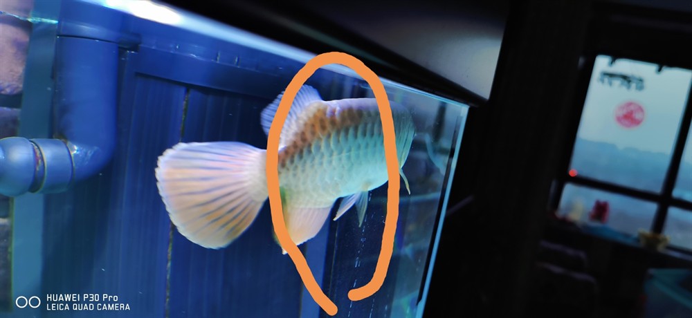 虎魚蒙眼沒好龍又有鱗片炸了