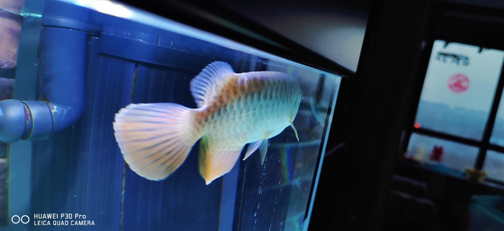 虎魚蒙眼沒好龍又有鱗片炸了