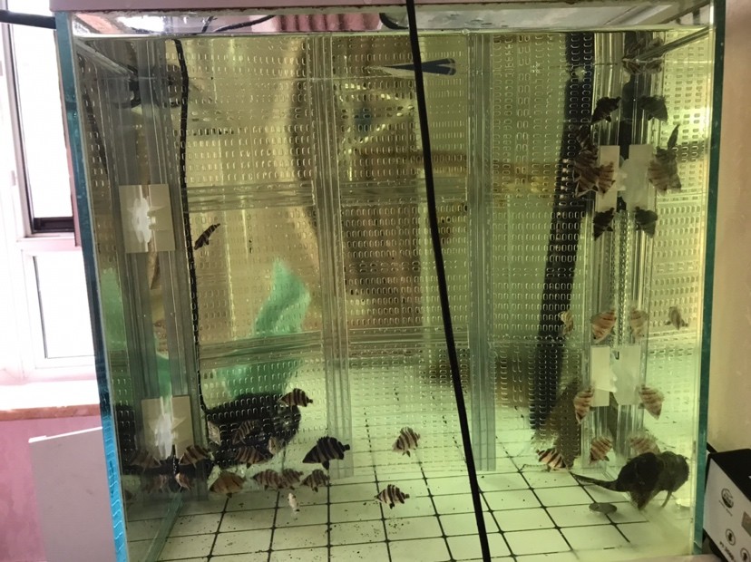 虎魚怎么快速生漲 虎魚怎么快速生漲 虎魚百科 第1張