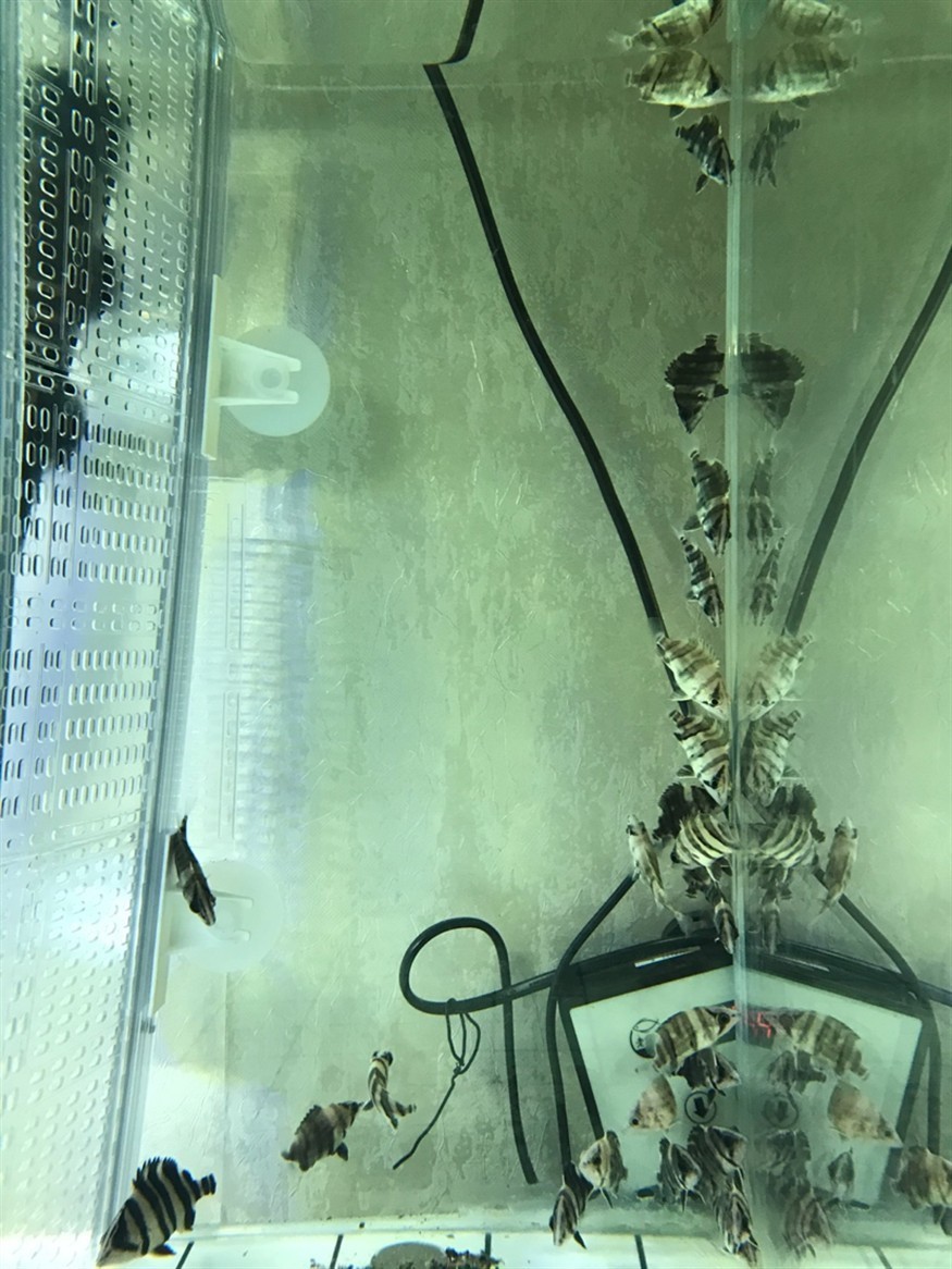 虎魚怎么快速生漲 虎魚怎么快速生漲 虎魚百科 第2張