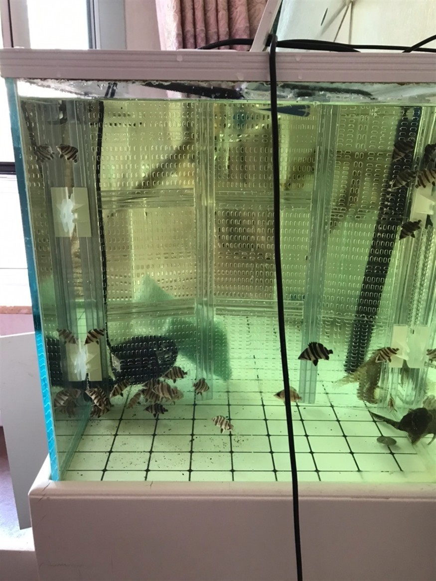 虎魚怎么快速生漲 虎魚怎么快速生漲 虎魚百科 第3張
