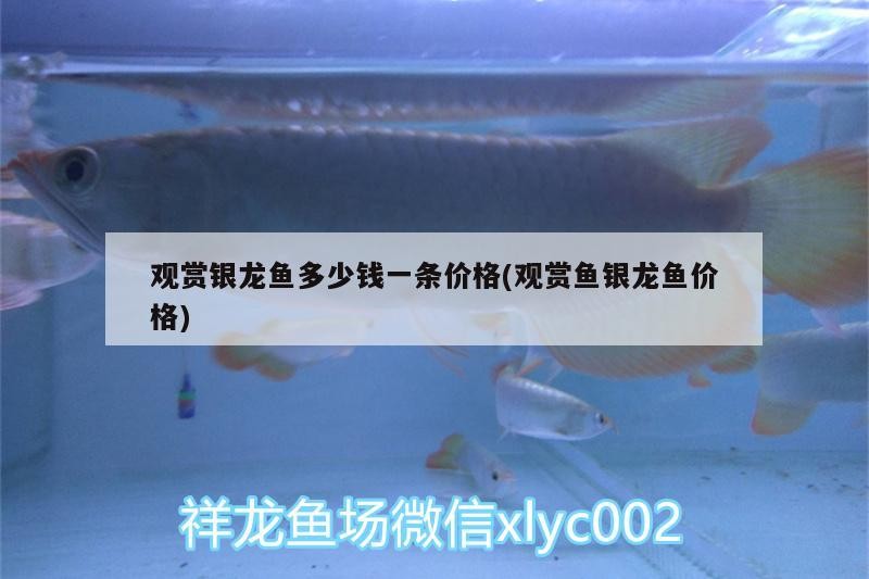 觀賞銀龍魚多少錢一條價格(觀賞魚銀龍魚價格)