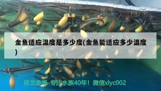 金魚適應溫度是多少度(金魚能適應多少溫度)