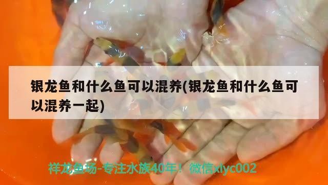 銀龍魚和什么魚可以混養(銀龍魚和什么魚可以混養一起)