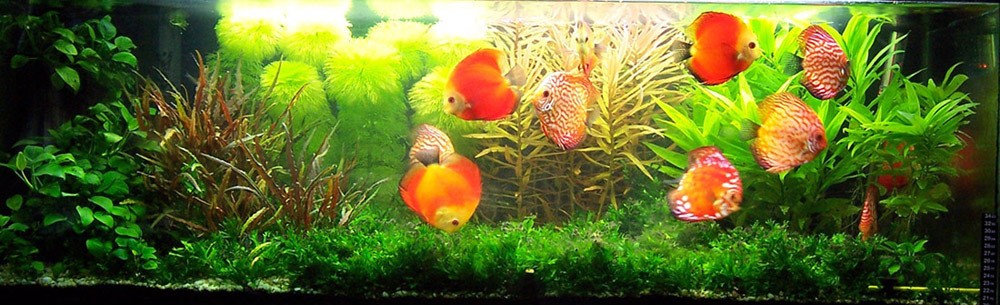 內江市游源水族有限公司（內江市游源水族有限公司電話）