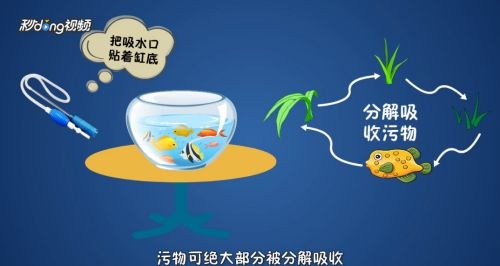 草缸怎么清理魚缸糞便