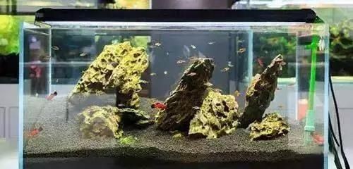 超市魚缸養魚技術培訓內容：超市養魚技術培訓