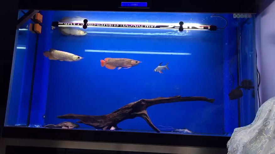 還差個虎龍魚龍巔