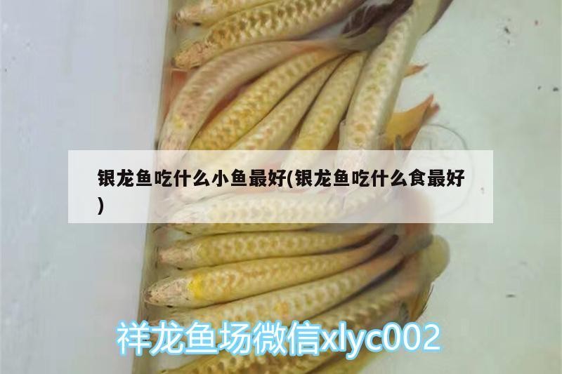 還差個虎龍魚龍巔
