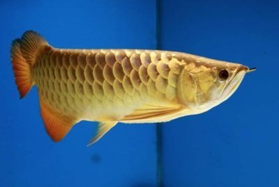 金龍魚怎么樣？