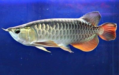 金龍魚怎么樣？