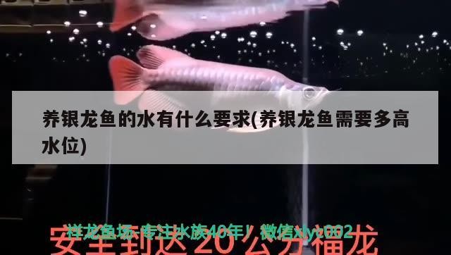 養銀龍魚的水有什么要求(養銀龍魚需要多高水位)