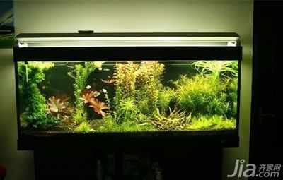 大型魚缸怎么做的：制作大型魚缸的一般步驟和注意事項