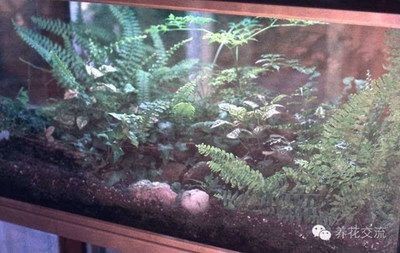 大型魚缸怎么做的：制作大型魚缸的一般步驟和注意事項