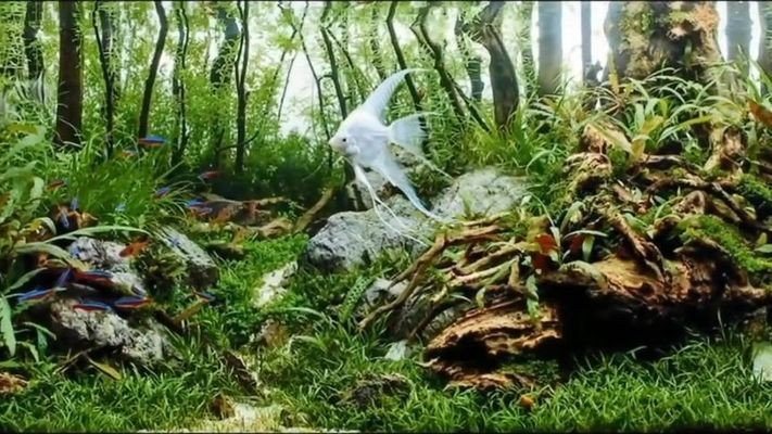 濟南市長清區鑫然水族館（濟南鑫然寵物用品有限公司）