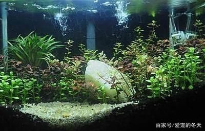 大型魚缸種什么水草最好：如何選擇適合自己的水草？