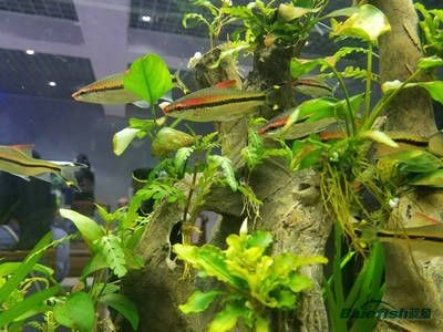 大型魚缸種什么水草最好：如何選擇適合自己的水草？