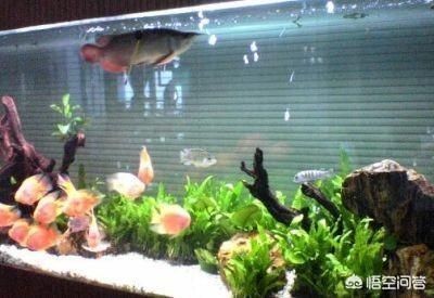 大型魚缸種什么水草最好：如何選擇適合自己的水草？