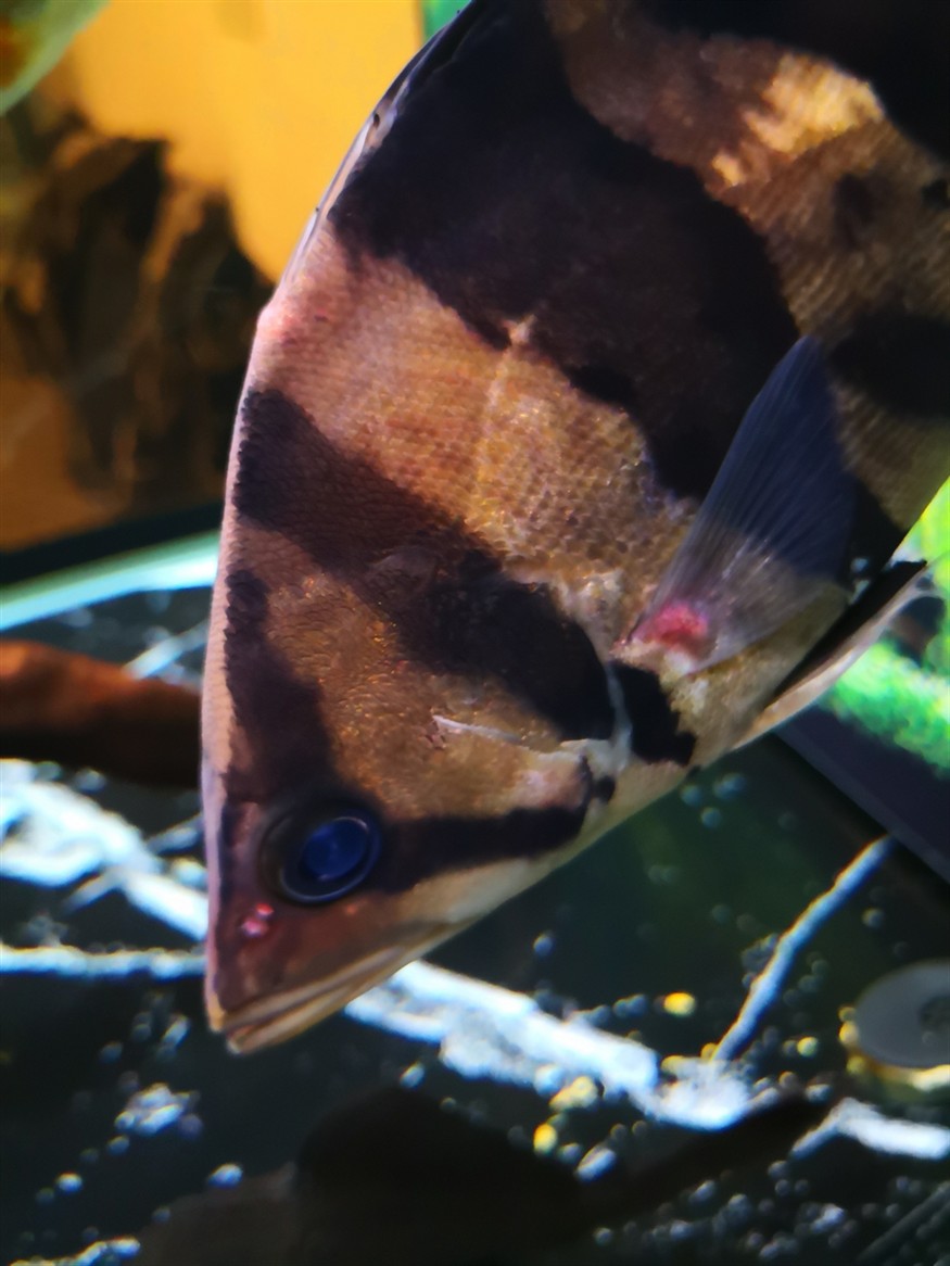 虎魚鰭根部紅腫、充血