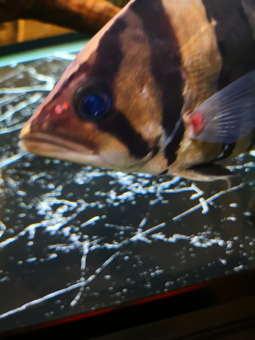 虎魚鰭根部紅腫、充血