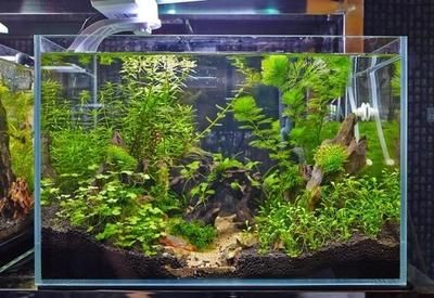玻璃魚缸色彩：玻璃魚缸的色彩選擇