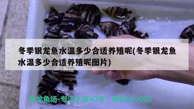 冬季銀龍魚水溫多少合適養(yǎng)殖呢(冬季銀龍魚水溫多少合適養(yǎng)殖呢圖片)