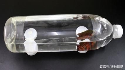 大塑料瓶魚缸：農村大哥的創意魚缸