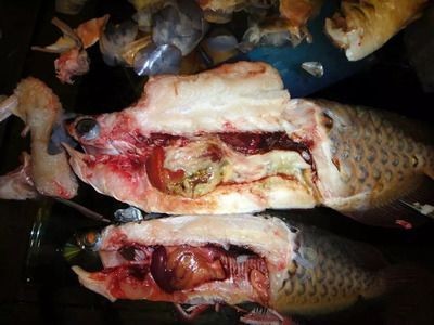 龍魚做微信頭像好嗎女生