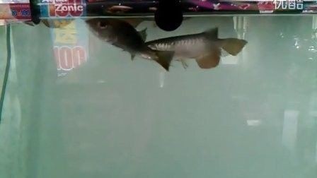 龍魚死之前會有什么狀態嗎