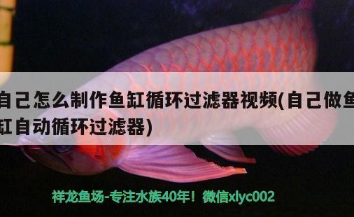 自己怎么制作魚缸循環過濾器視頻(自己做魚缸自動循環過濾器) 自己怎么制作魚缸循環過濾器視頻(自己做魚缸自動循環過濾器) 銀龍魚百科