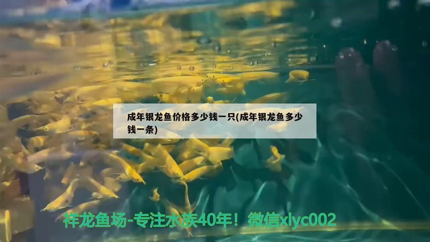 成年銀龍魚價格多少錢一只(成年銀龍魚多少錢一條)