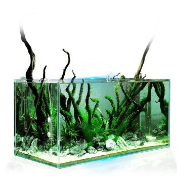 不換水的生態(tài)魚缸：不換水的生態(tài)魚缸是一種怎樣的存在？