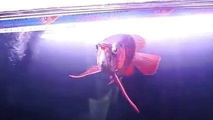 泗水超血王紅龍魚：泗水超血王紅龍魚市場價格