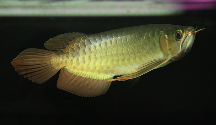 泗水超血王紅龍魚：泗水超血王紅龍魚市場價格