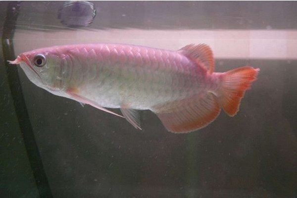 號半龍魚價格