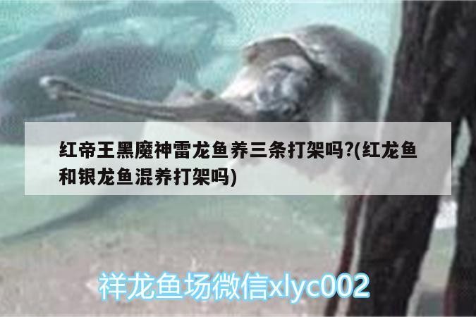 紅帝王黑魔神雷龍魚養三條打架嗎?(紅龍魚和銀龍魚混養打架嗎)