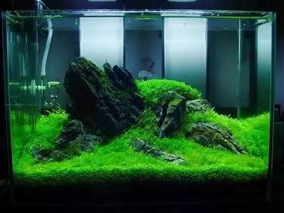布置生態(tài)魚缸效果圖：生態(tài)魚缸的設計理念